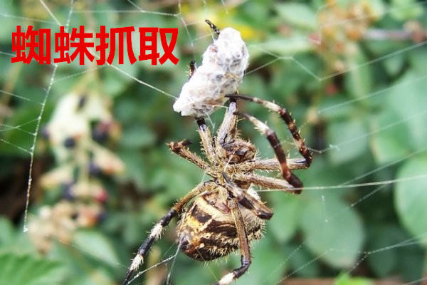 水上平臺|水上房屋—體驗現代化的水上家園